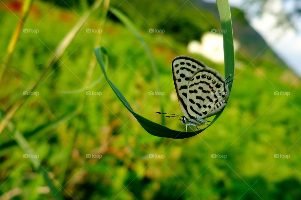 cute little butterfly