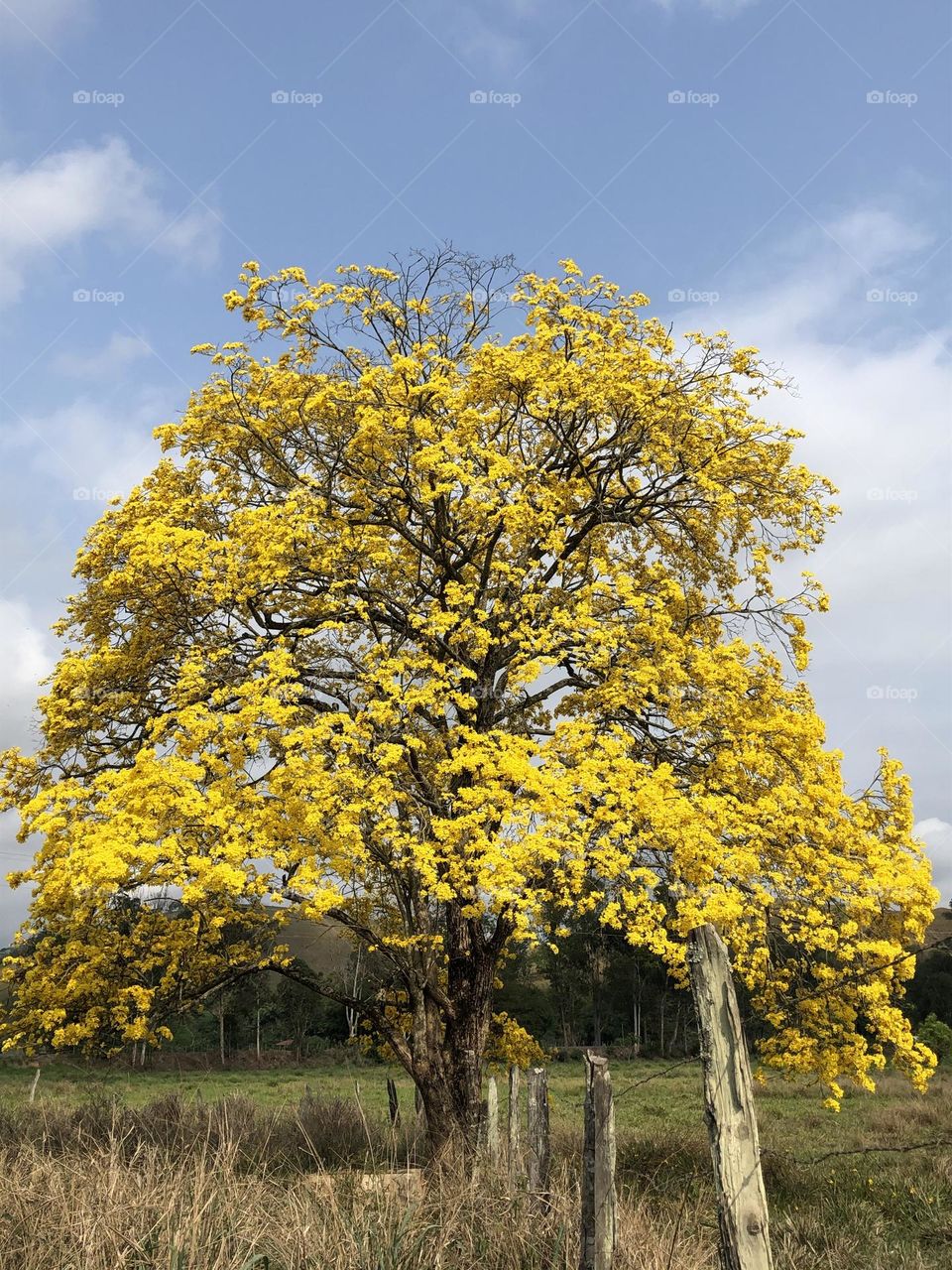 Ipê amarelo. Brasil. 