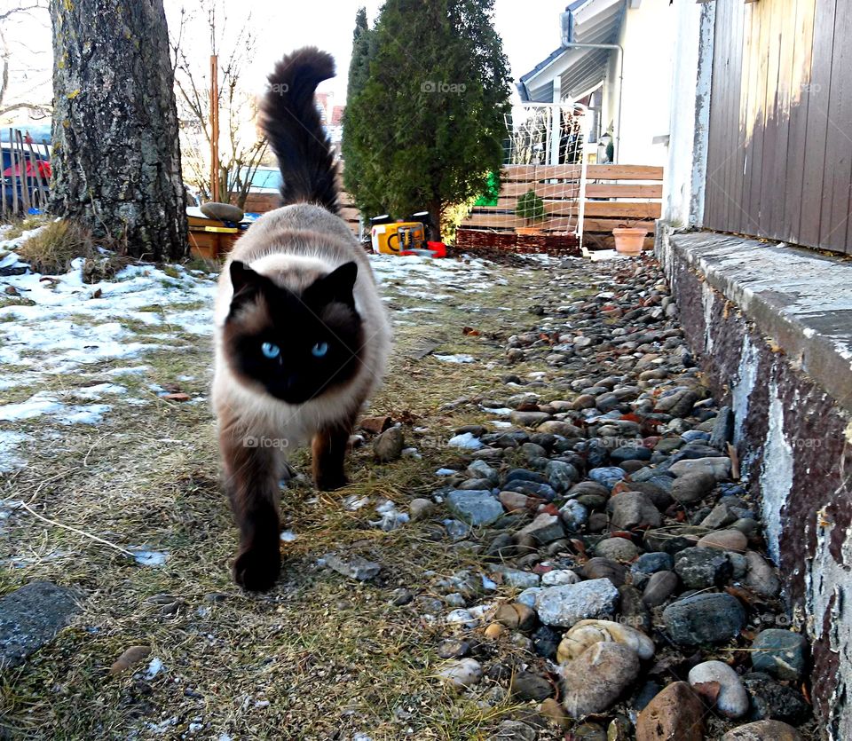 cat with blue eyes