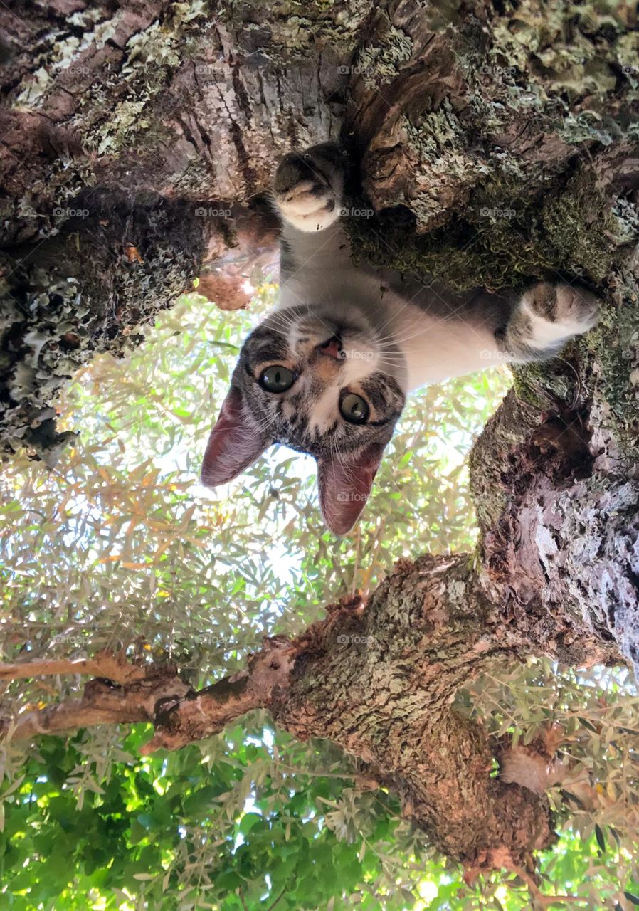 View from the ground of a tabby cat directly above the camera in an olive tree