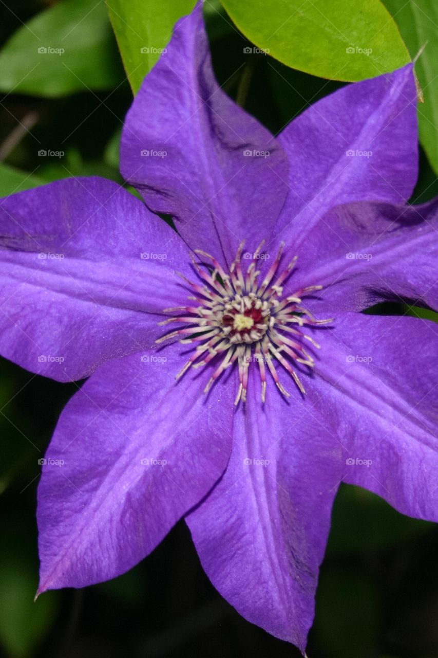 Lavender flower petals