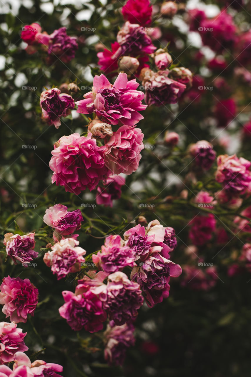 background image of red flowers