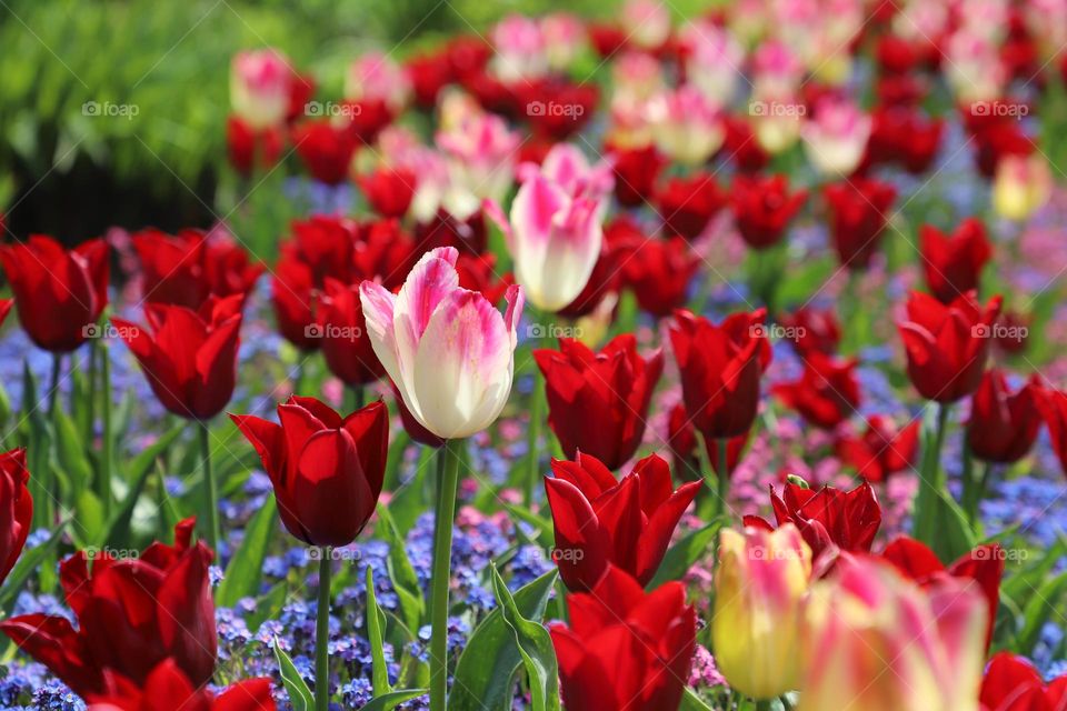 Tulips in spring 