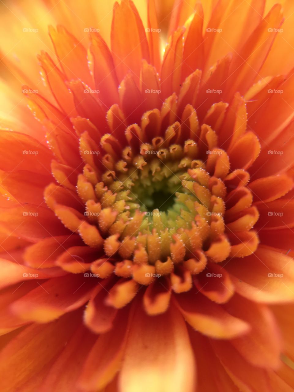 Orange mum