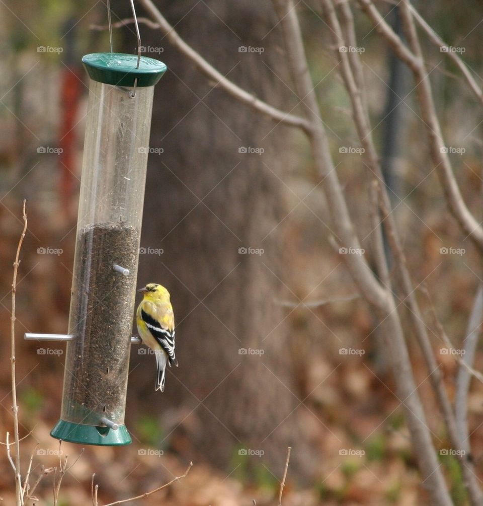 Yellow bird