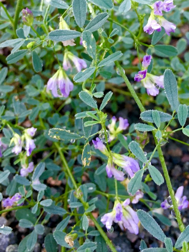 Alfalfa