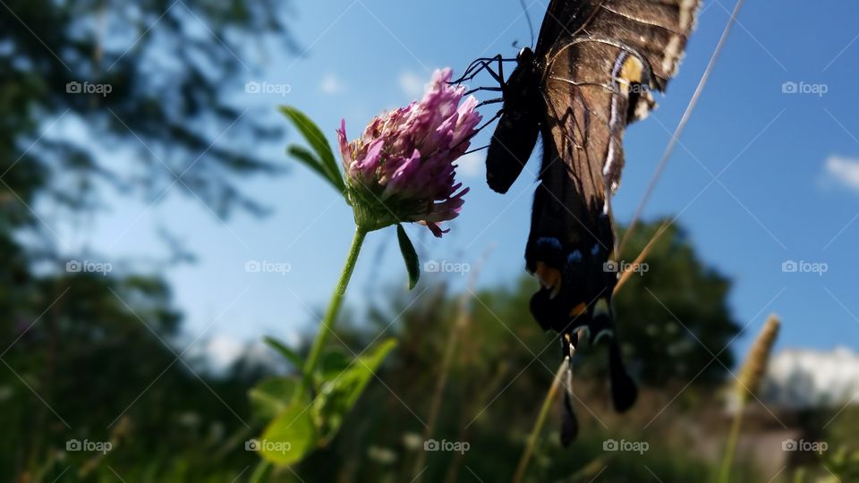 Nature, Outdoors, Insect, Flower, Summer