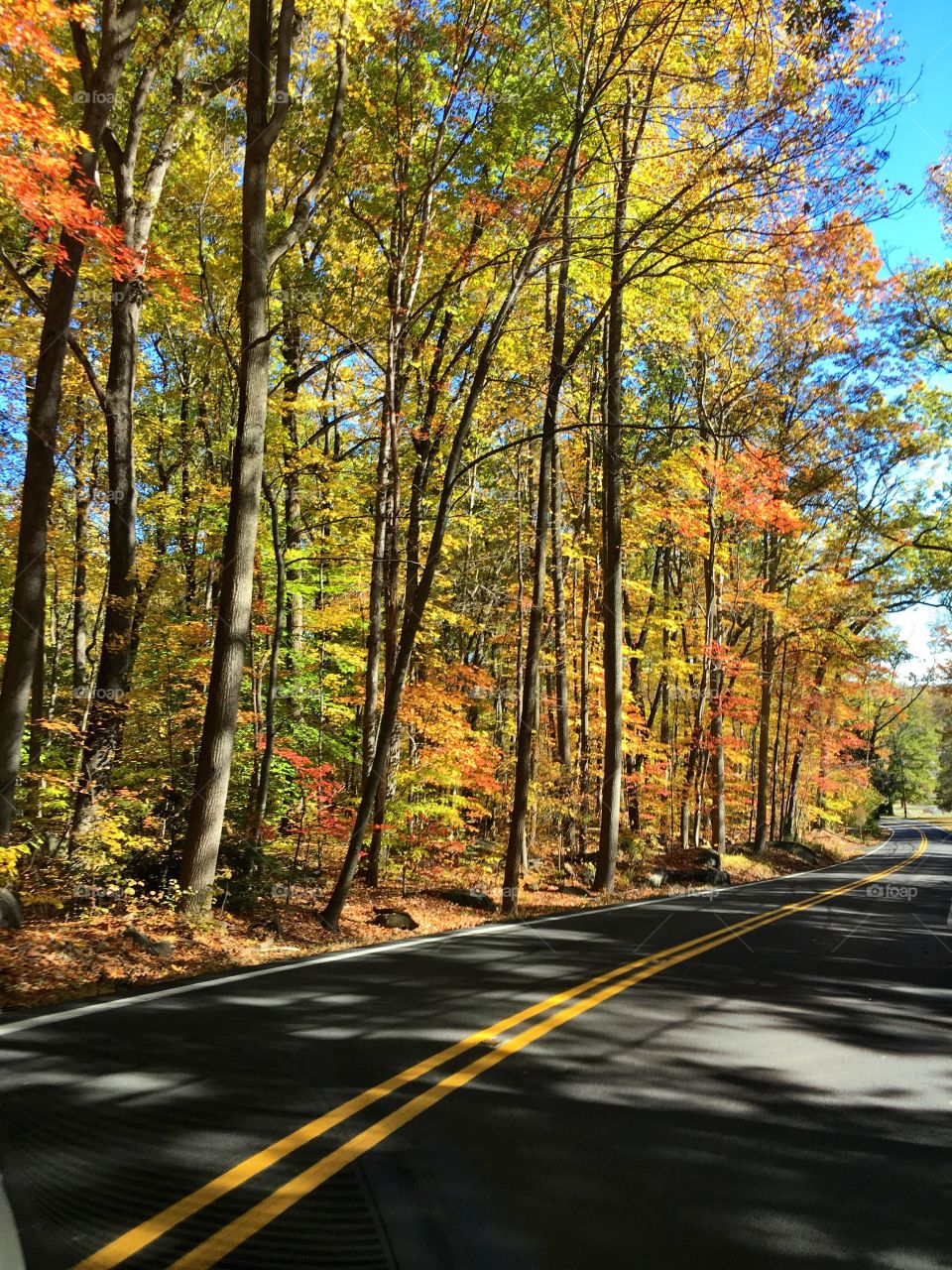 Fall along a winding road
