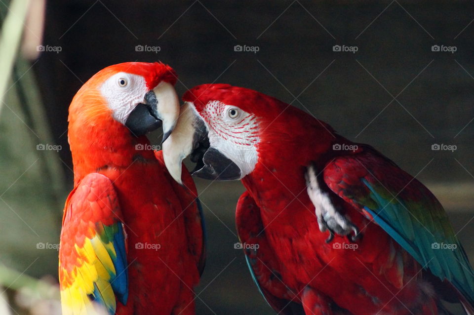 Close-up of two scarlet macaw