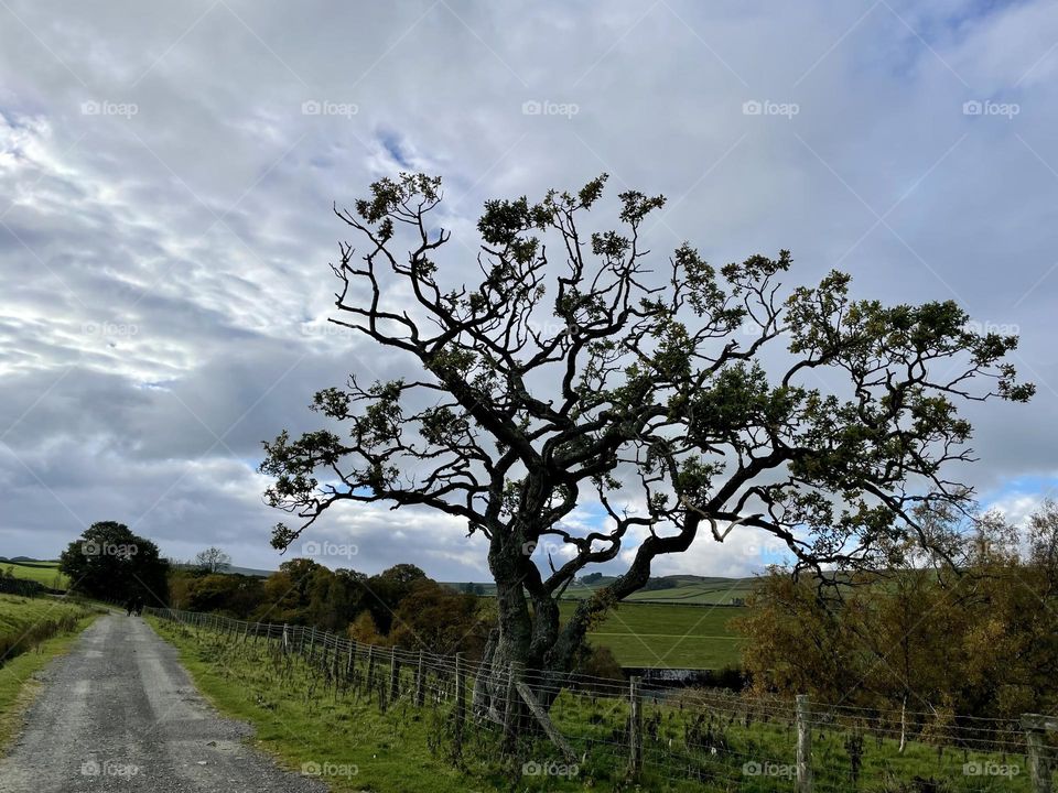 Landscape photo with a tree as the subject against dark rain clouds with glimmers of blue sky trying to make an appearance!