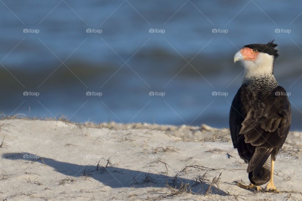 Crested Caracara in Texas