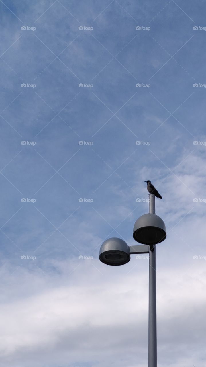 crow using a streetlight as watchtower