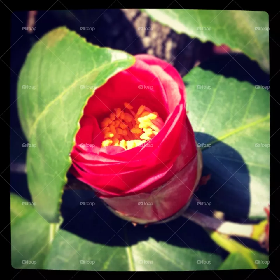 Bloom