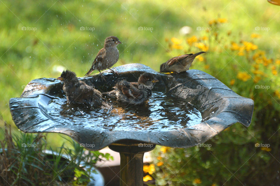Birds enjoy a bath in my front yard. 