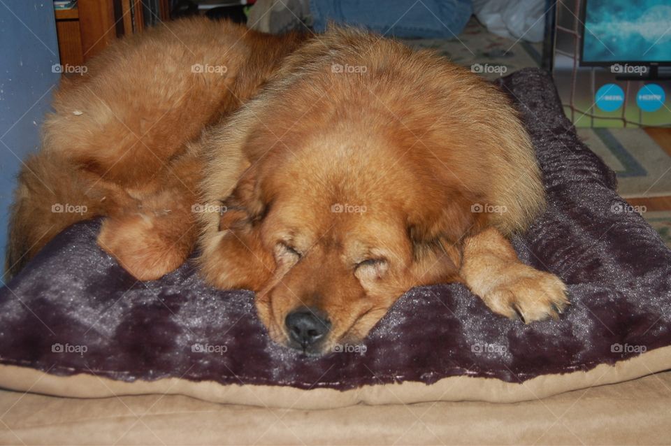 Iggy Pup Tibetan Mastiff sleeping on his new bed