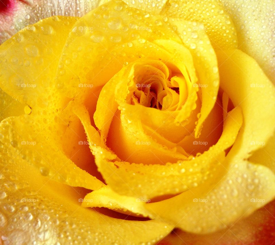 Yellow . Yellow rose 