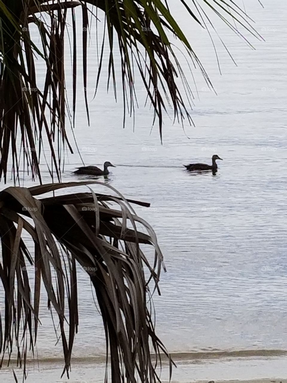 Palms and ducks