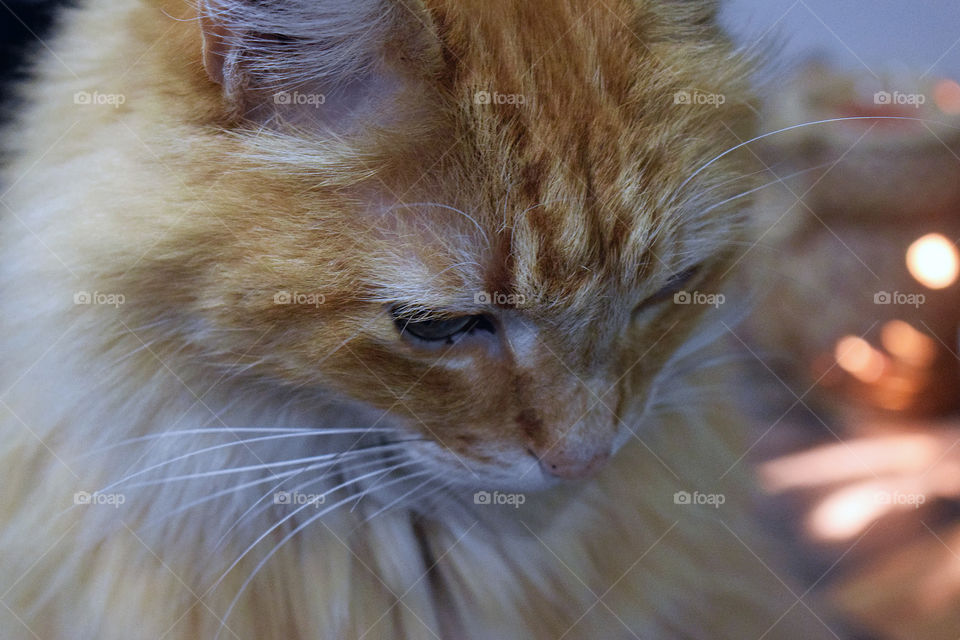 Gorgeous Kong Haired Orange Cat Close Up Side View 
