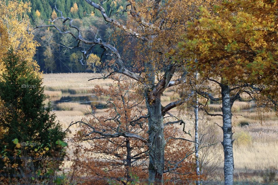 trees in autumn