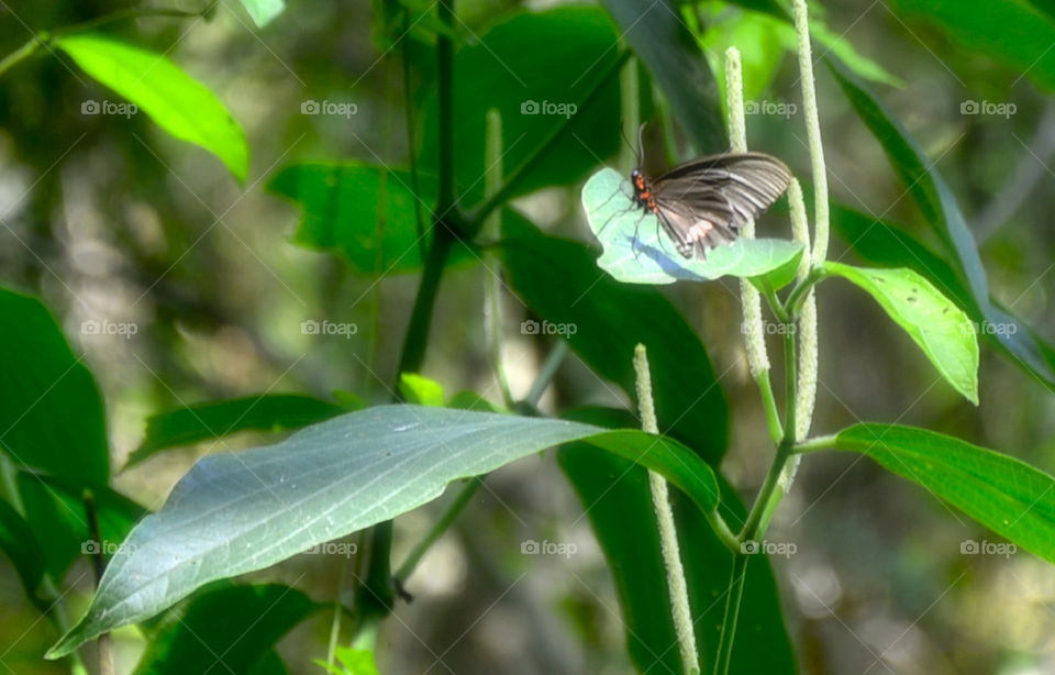 Butterfly 