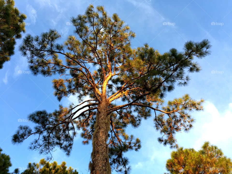 Pine tree in the golden hour. Pine tree in the golden hour