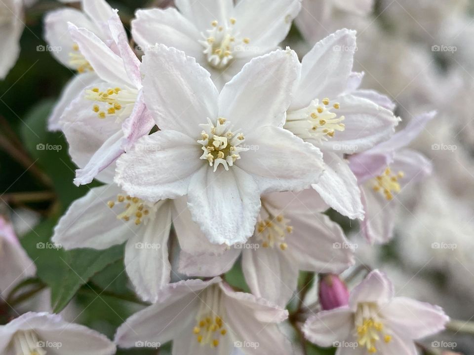 A close up of a Flower 