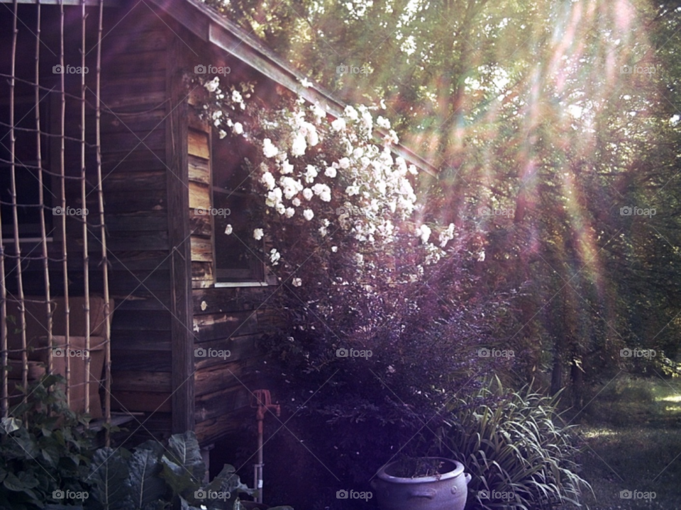 spring plants barn sunlight by Amy