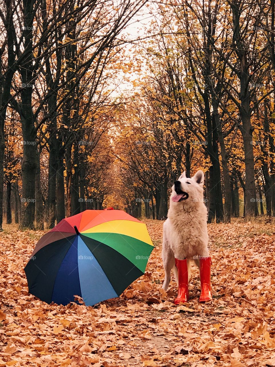 Beautiful dog in autumn park with umbrella