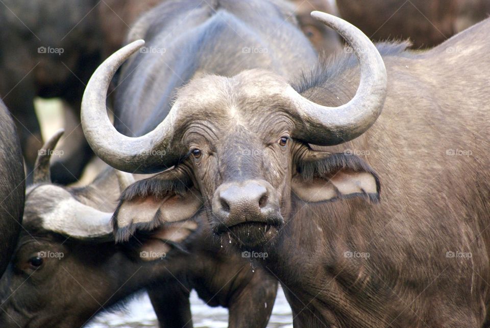 A buffalo listening to the sound of my camera click at the watering hole in Kavinga, Zimbabwe 