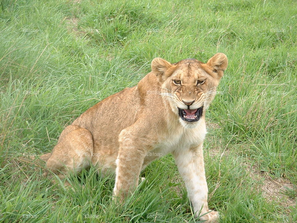 Angry Lion Cub, Masai Mara, Kenya, Africa