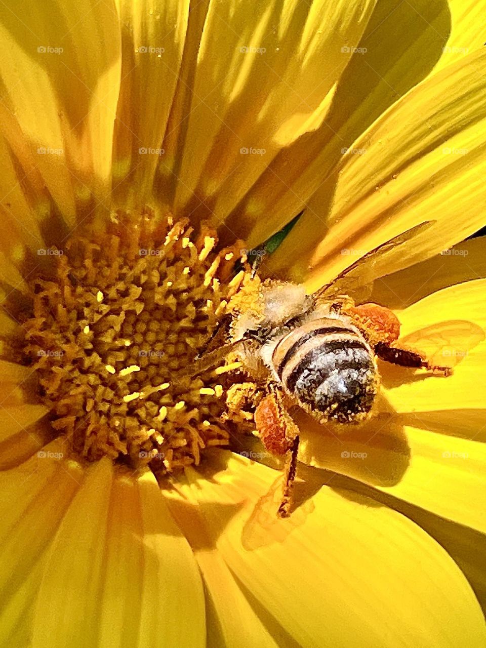 Honey bee pollinating