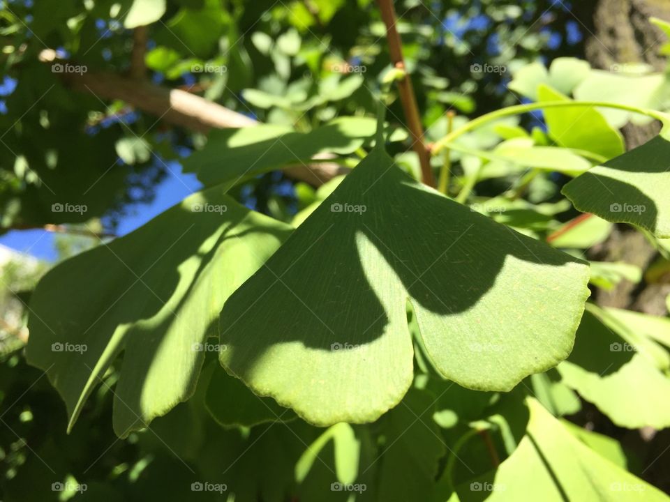 A close up of cheerful ginkgo leaves. 