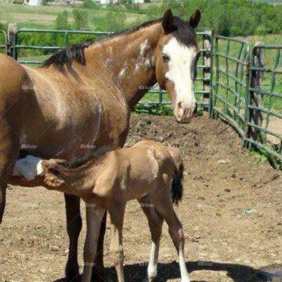 Spanish Mustang mare and colt. Spanish Mustang mare Acaso's Cheyenne and her colt "Cowboy"
