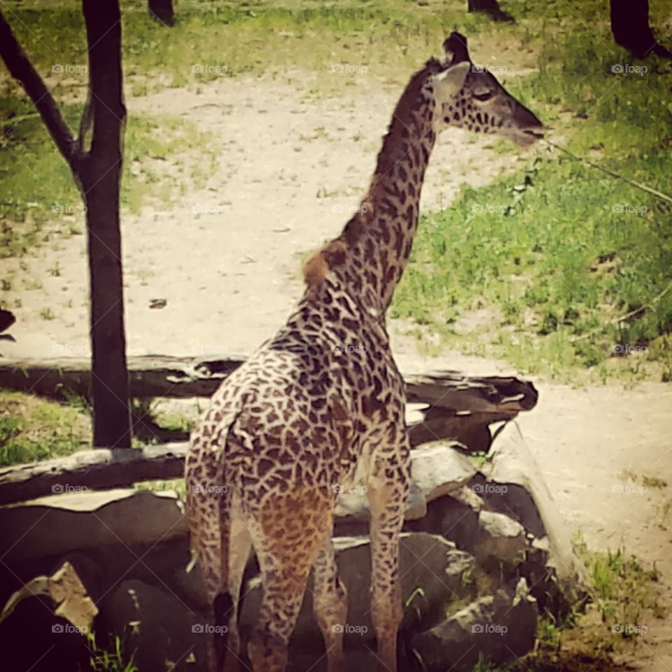 Giraffe