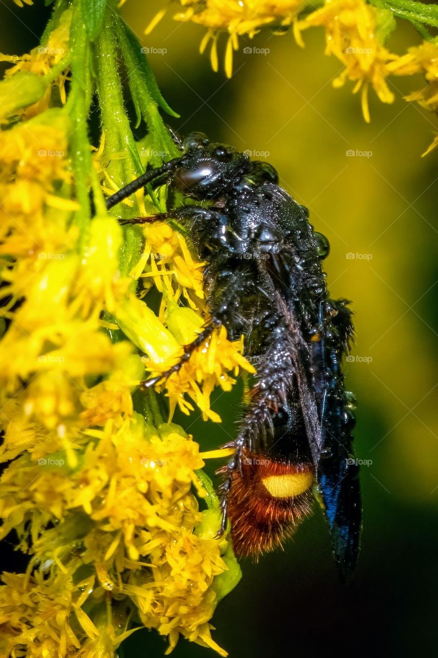 A drying two-spotted scoliid wasp on goldenrod. 