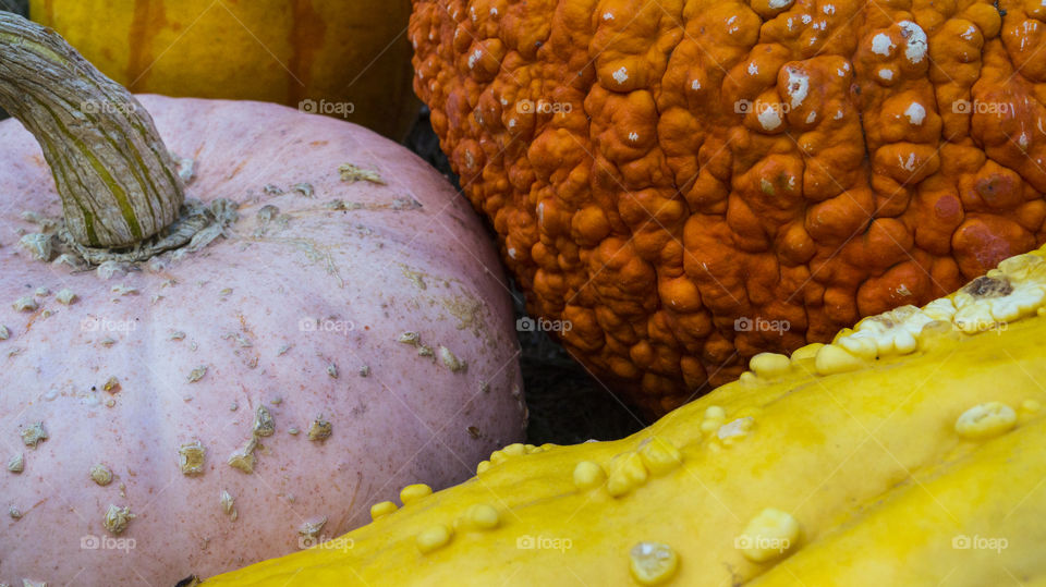 Different colored pumpkins and squash 