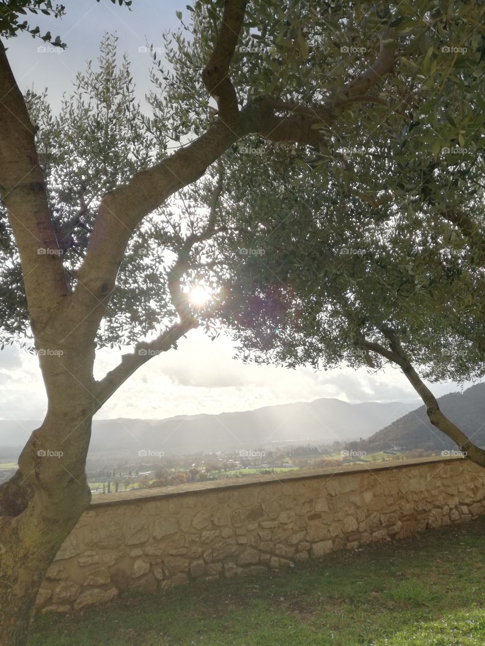 Light between olive leaves