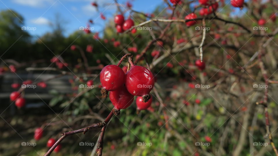 Rose hip