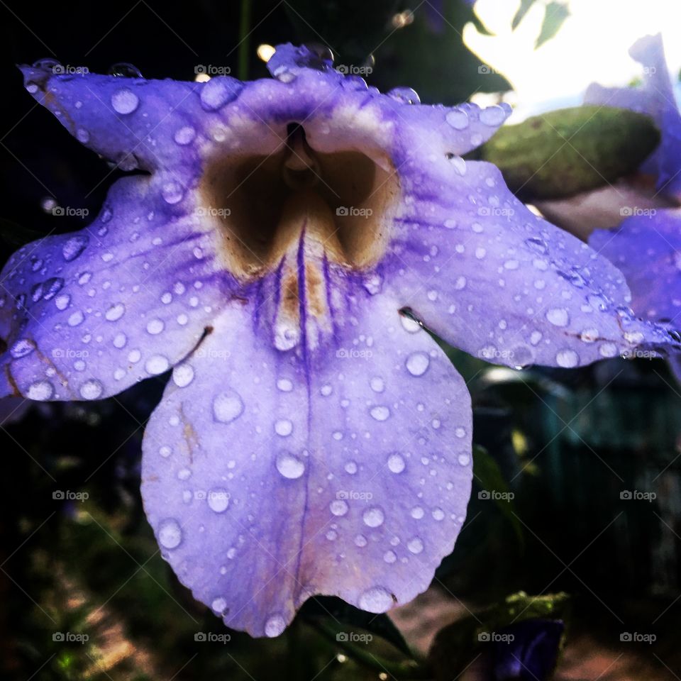 FOAP MISSIONS - A lovely purple flower that has just been wet by the rain.  Dripped, your petals look amazing, no? / Uma encantadora flor roxa que acabou de ser molhada pela chuva. Gotejadas, suas pétalas ficaram incríveis, não?