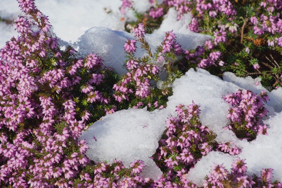 Snow and heather
