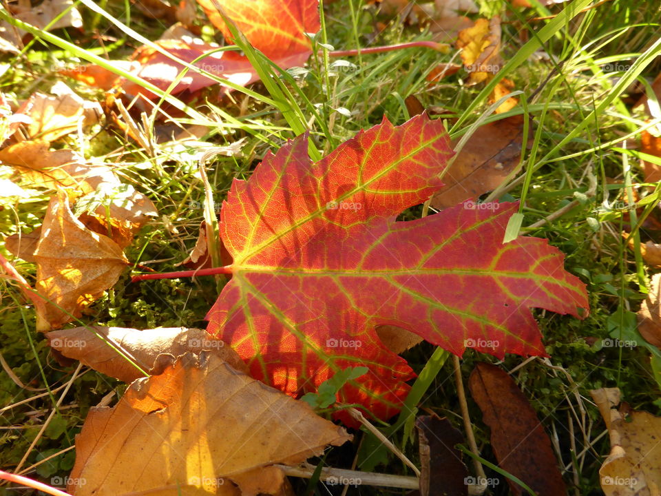 Elevated view of autumn leaf on grass