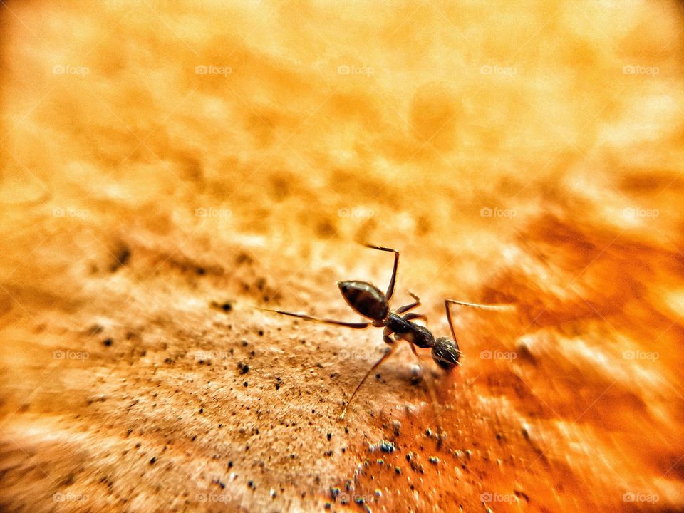 Black ant on rock