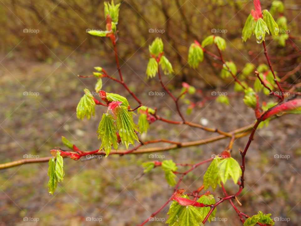 Bright green textured tree leaves with red tips covered in drops from a fresh spring rain in the mountains and forests of Western Oregon. 