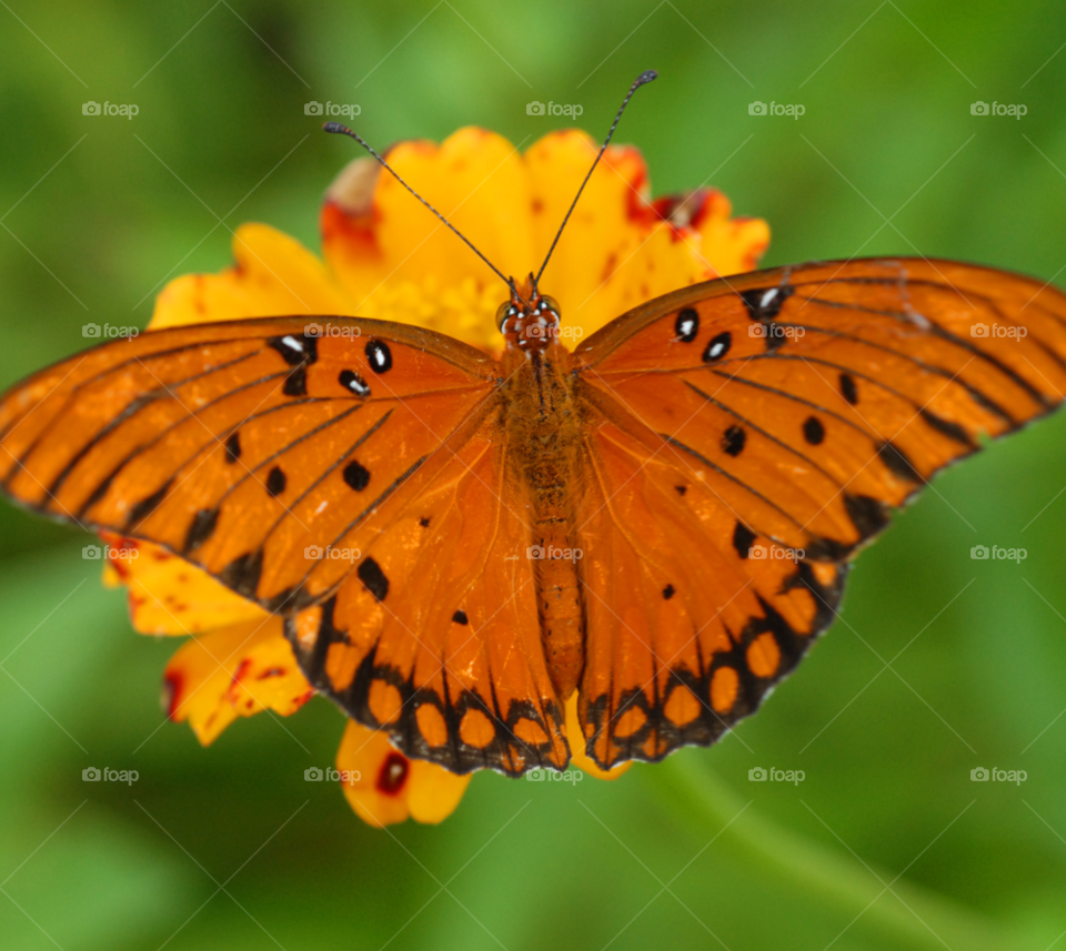 flower macro closeup face by lightanddrawing