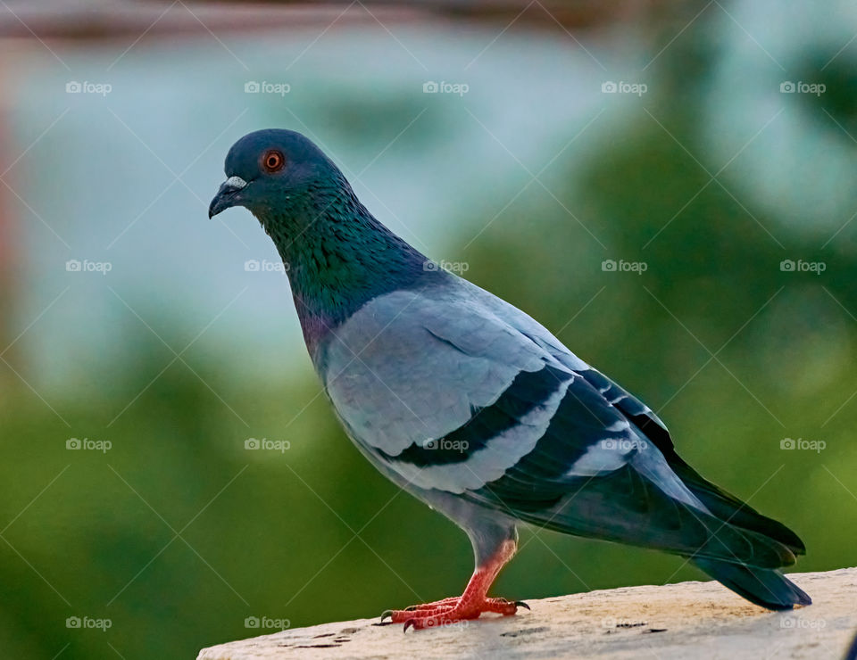 Bird photography  - Dove