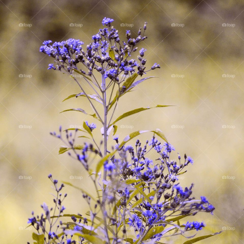 Take the Nostalgic Way Home (Series)