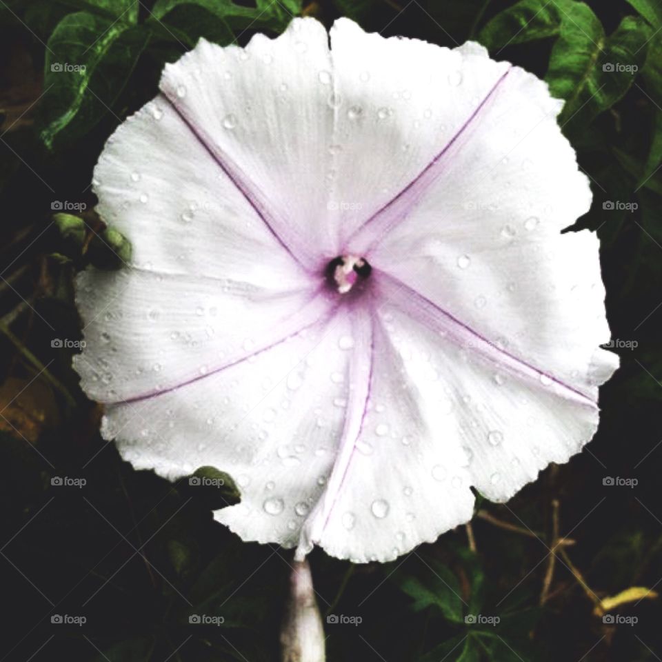 Tropical flower up close 