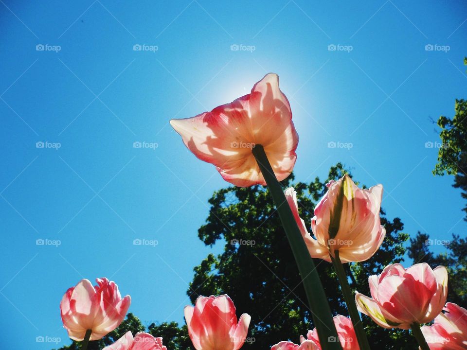 tulips bloomed in the park of the city of Kiev