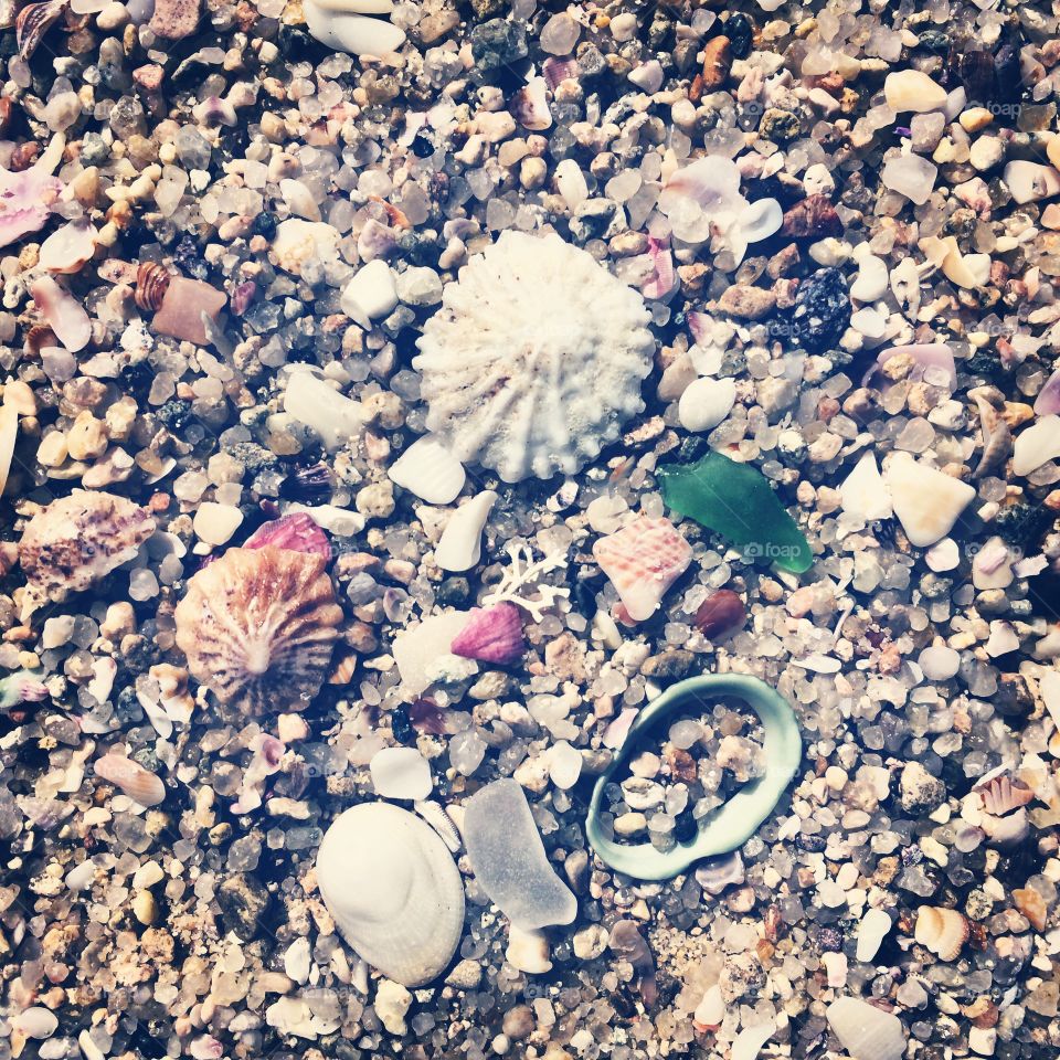 Sea shells. Treasures of the sea 