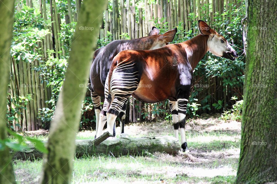 okapi